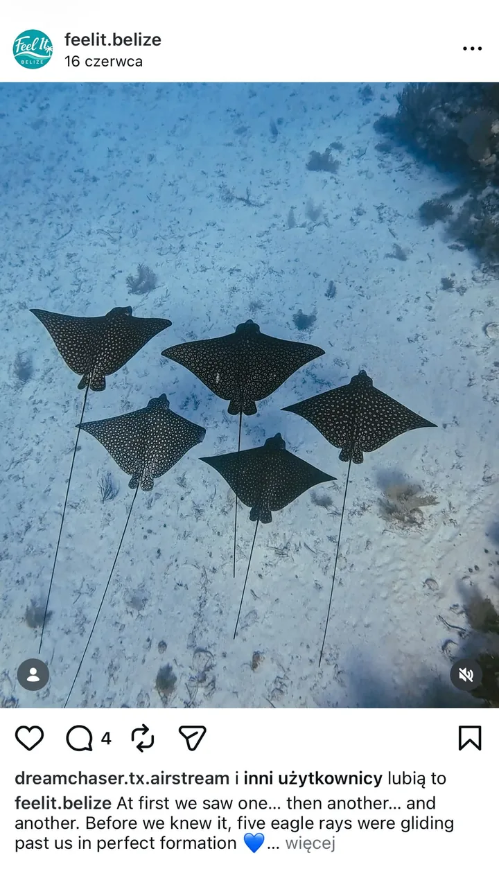Five spotted eagle rays gliding in formation over white sand